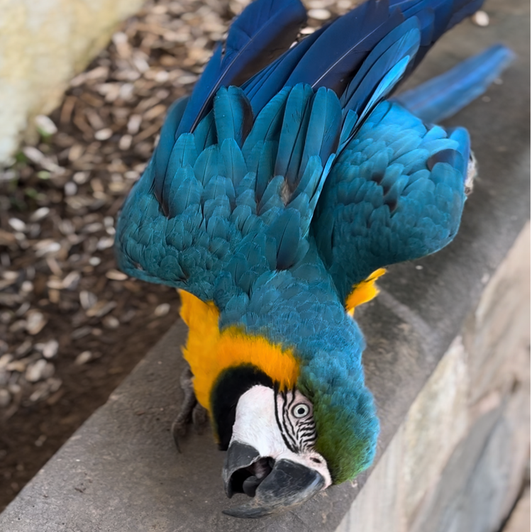 AVIAN