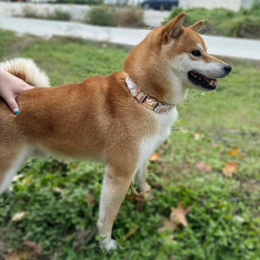 Dog Collar and Leash Set with AirTag Holder