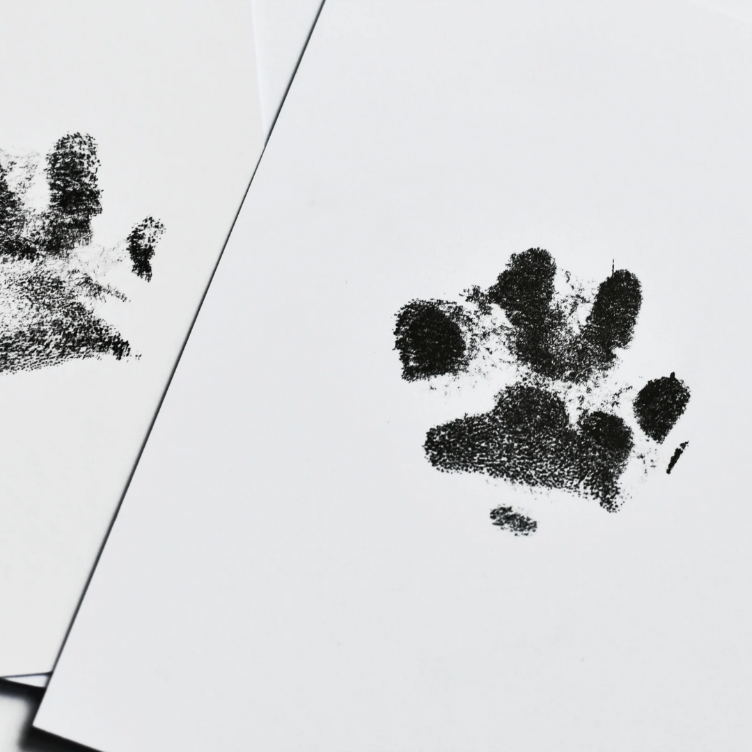 Pet Paw Print Kit