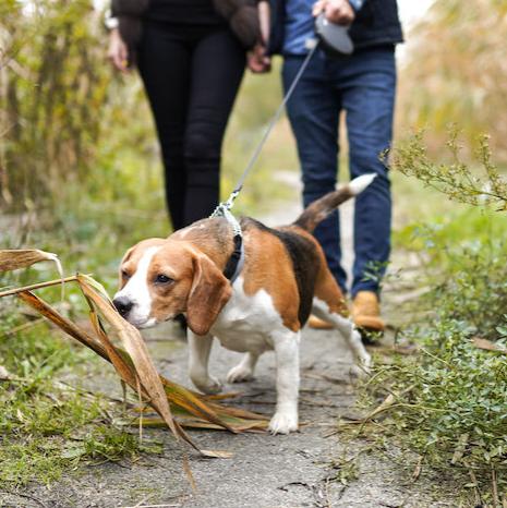 American Kennel Club Retractable Dog Leash 16.4ft