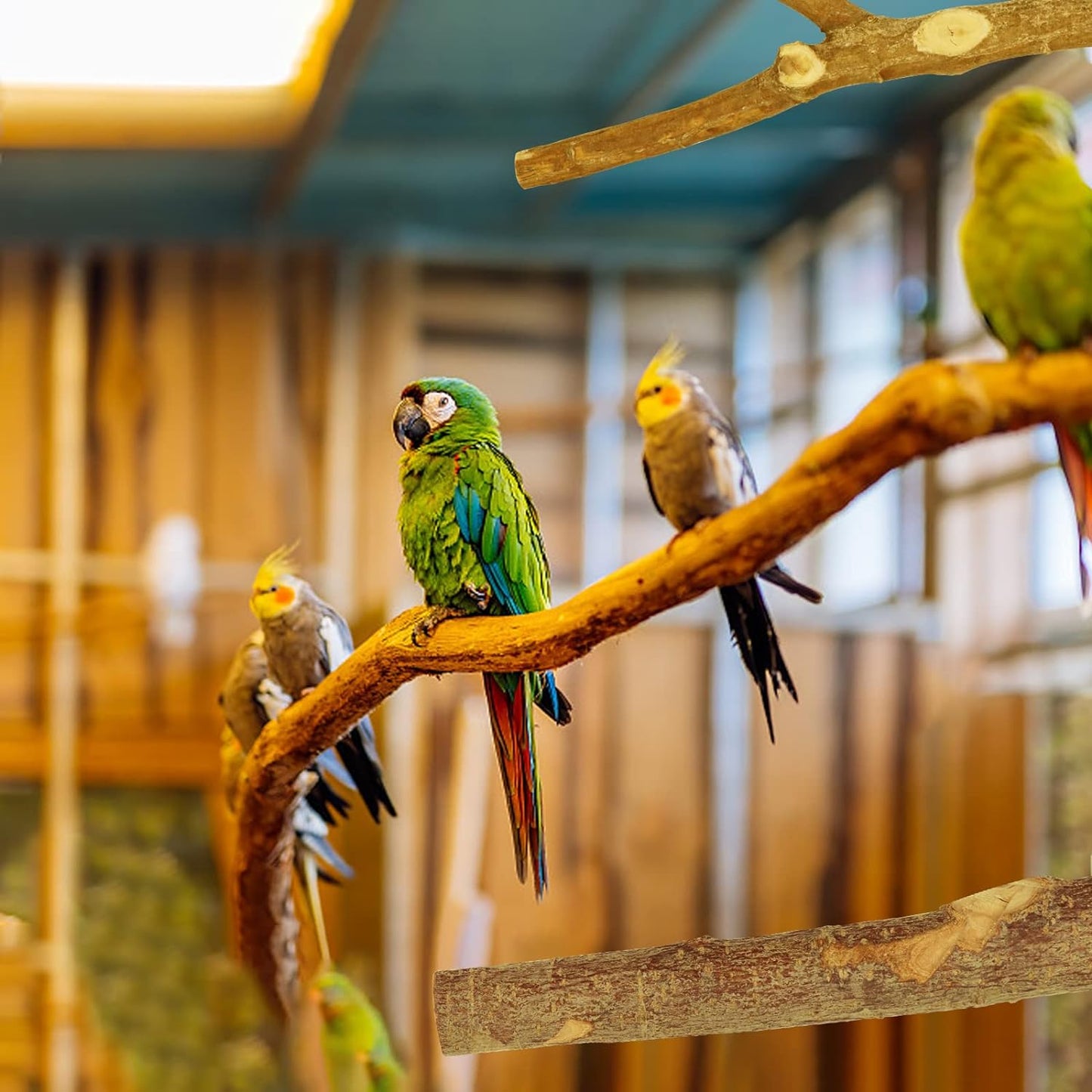 Wooden Bird Perch